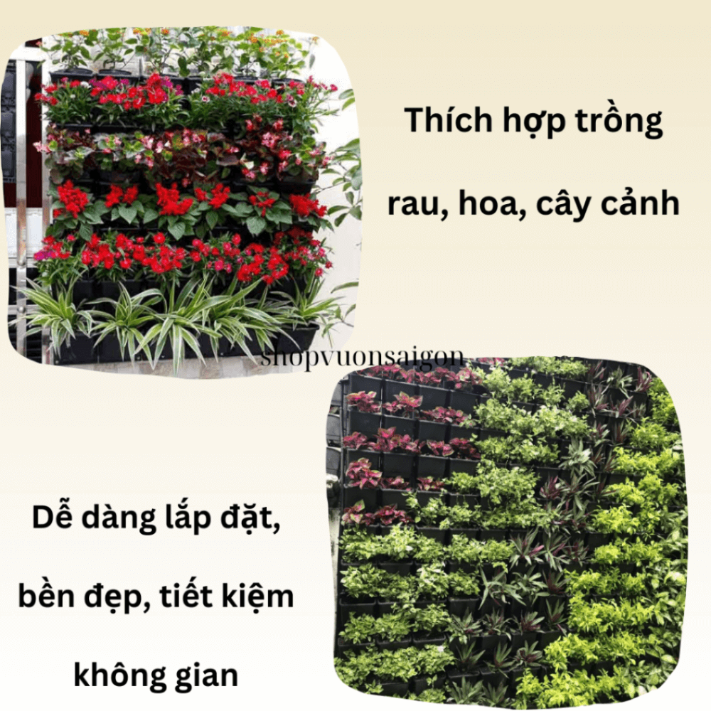 Chau Vuon Tuong (2)