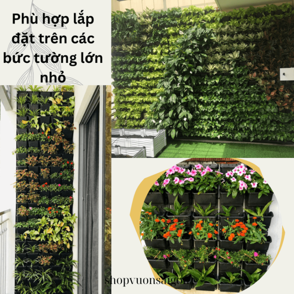 Chau Vuon Tuong (3)