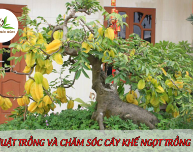 Ky Thuat Trong Va Cham Soc Cay Khe Ngot Trong Chau