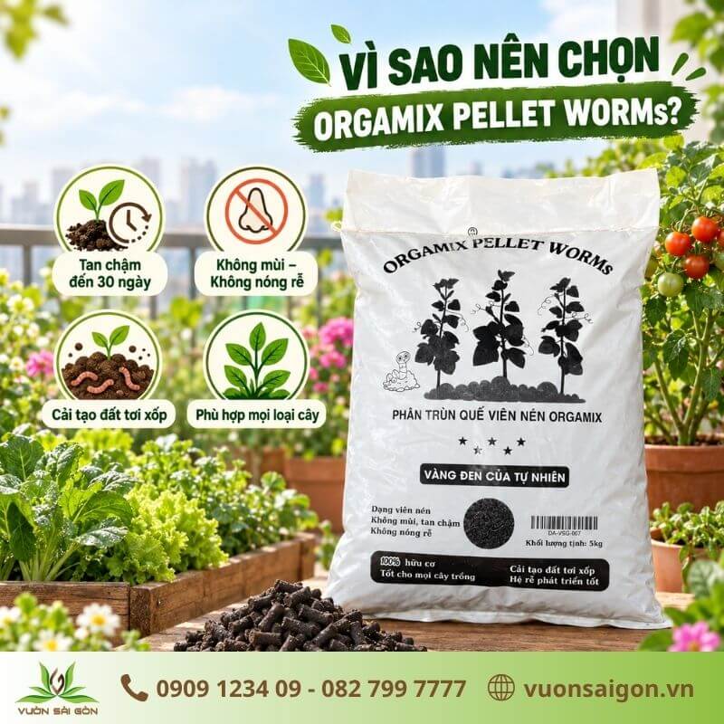 Lý do nên chọn phần trùn quế viên