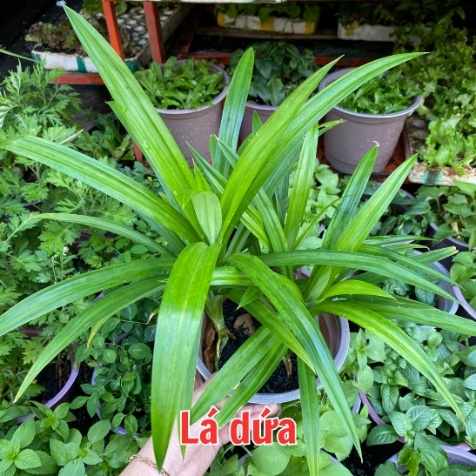 Cach Trong Va Cham Soc Cay La Dua Don Gian Tai Nha 3