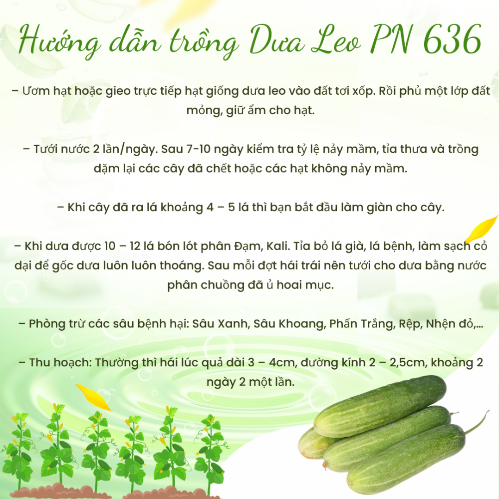 Hat Giong Dua Leo (1)