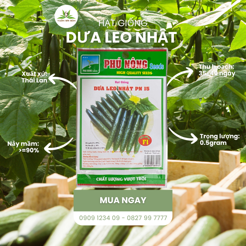 Hat Giong Dua Leo Nhat (4)