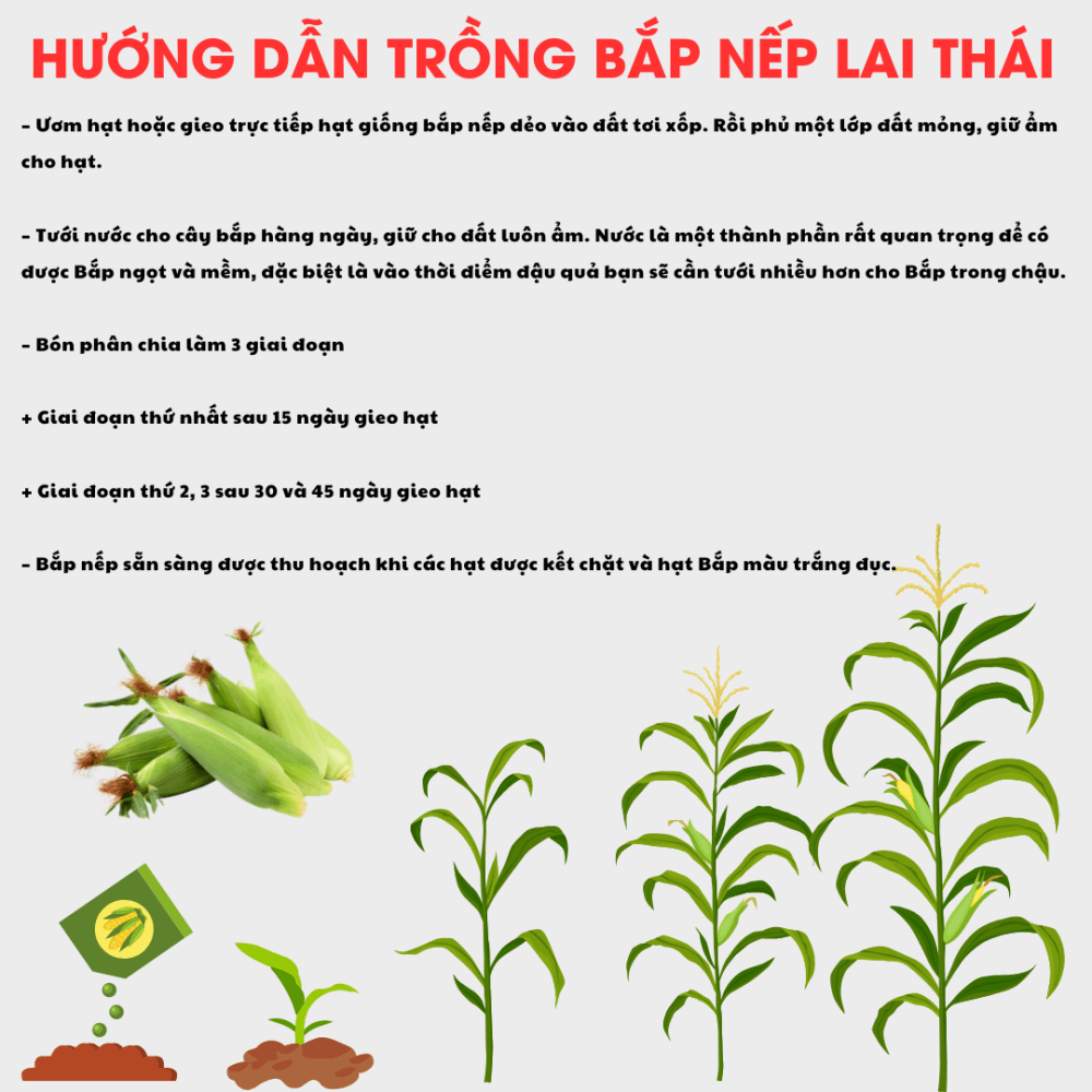 Hg Bap Nep Lai Thai (2)