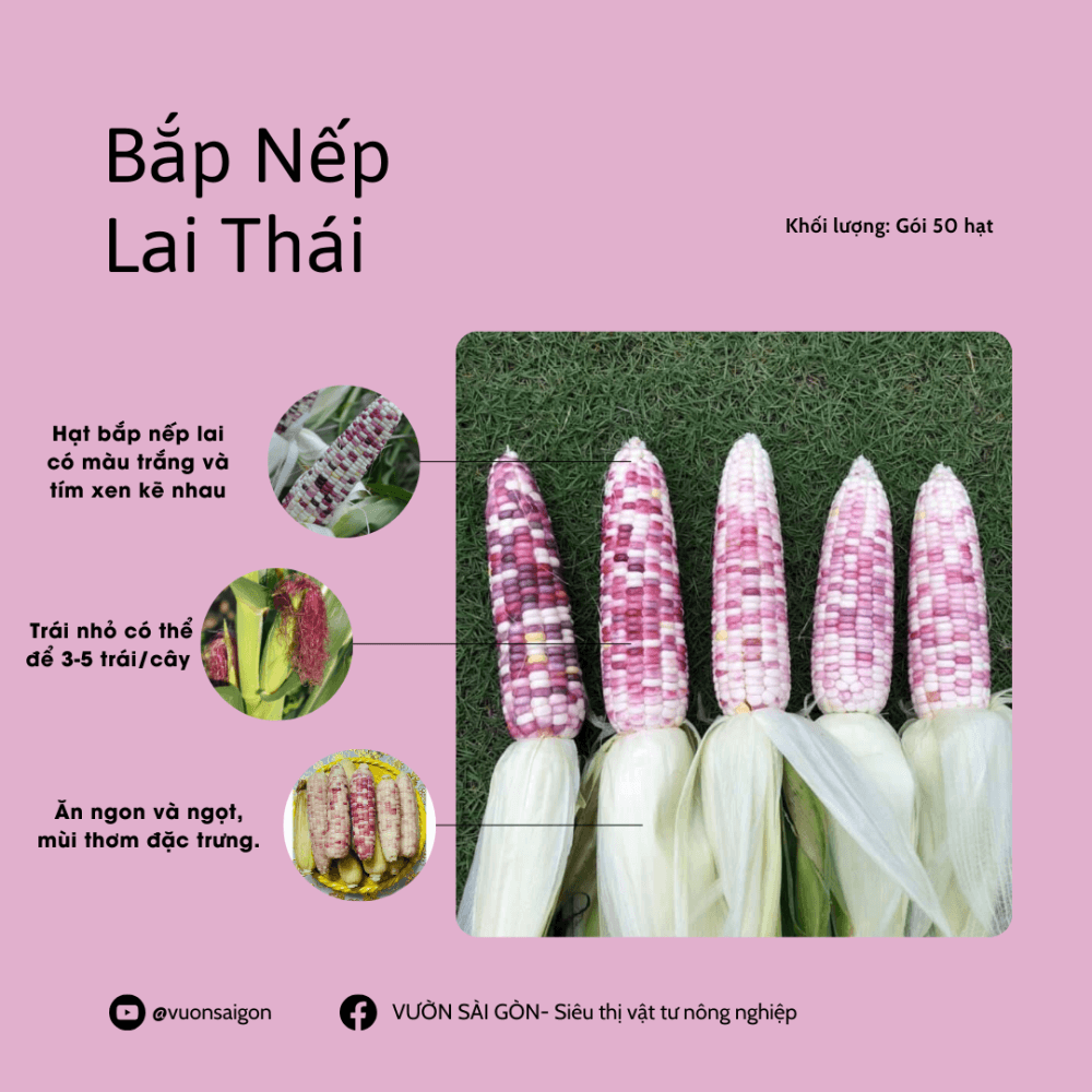 Hg Bap Nep Lai Thai