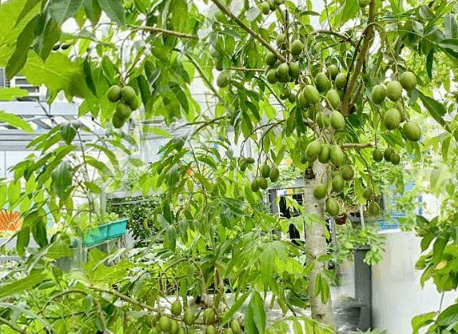 Sau Benh Hai Thuong Gap Tren Cay Coc Va Cach Khac Phuc