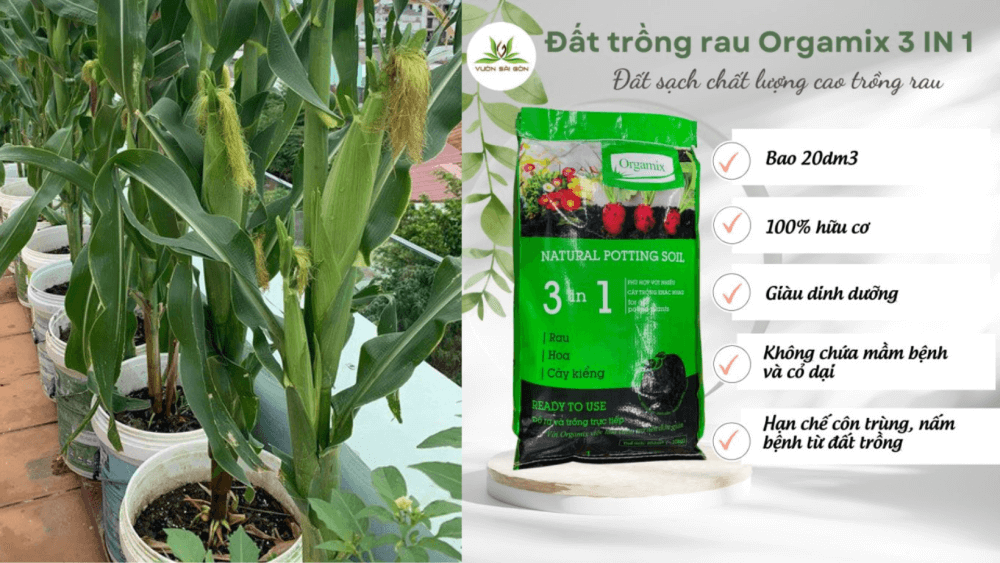 Cach Trong Bap Don Gian Nang Suat Tai Nha Ai Cung Trong Duoc 1.jpg