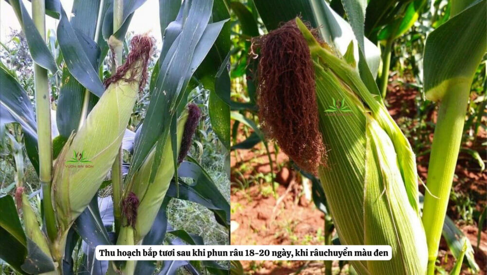 Cach Trong Bap Don Gian Nang Suat Tai Nha Ai Cung Trong Duoc 4