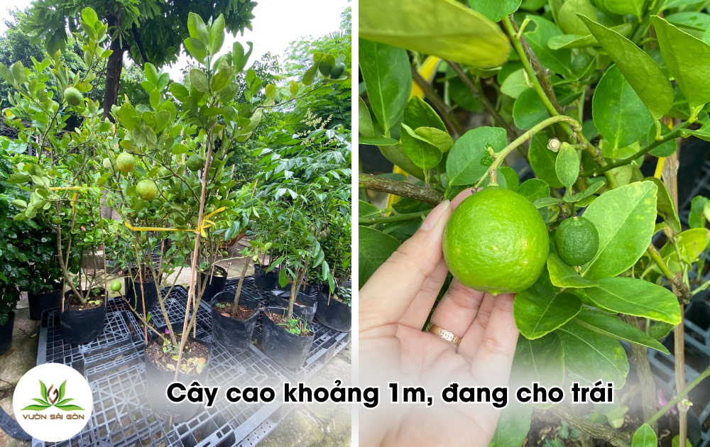 Cay Giay Chanh Giay (1)