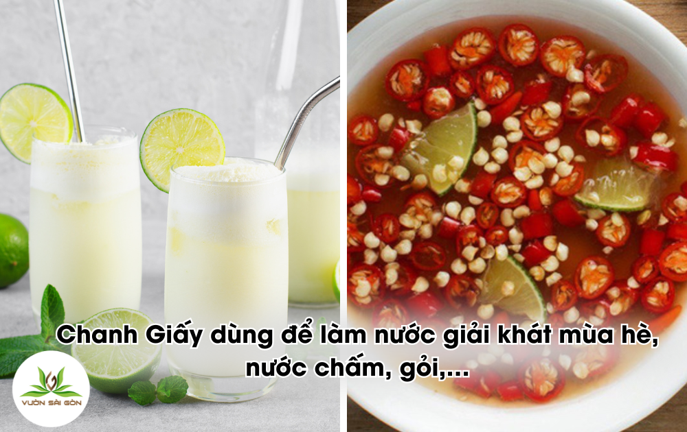 Cay Giay Chanh Giay (2)