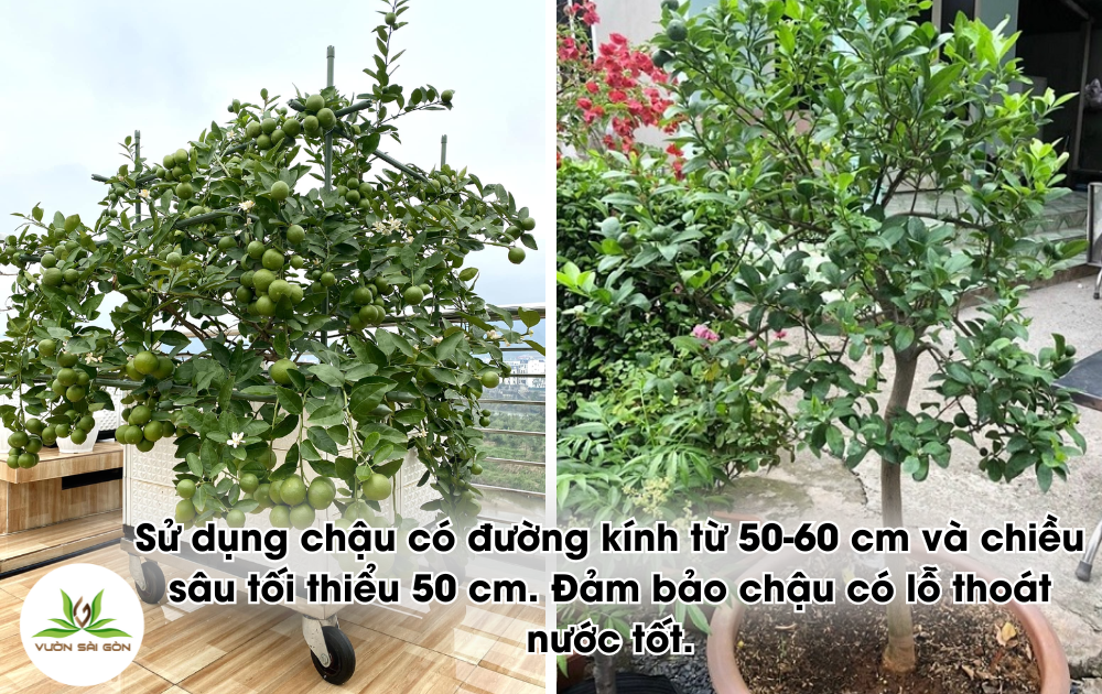 Cay Giay Chanh Giay (3)
