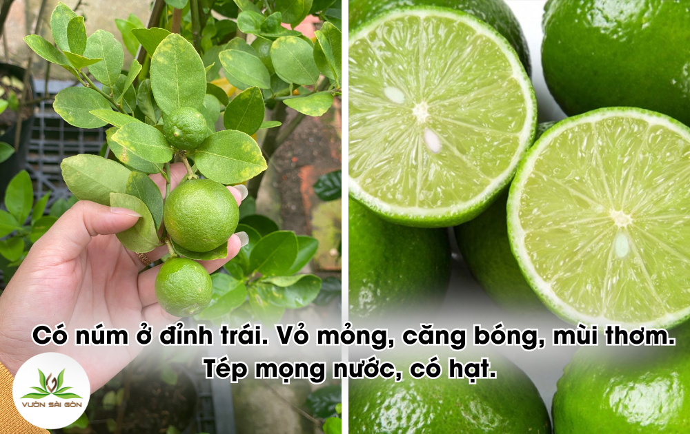 Cay Giay Chanh Giay
