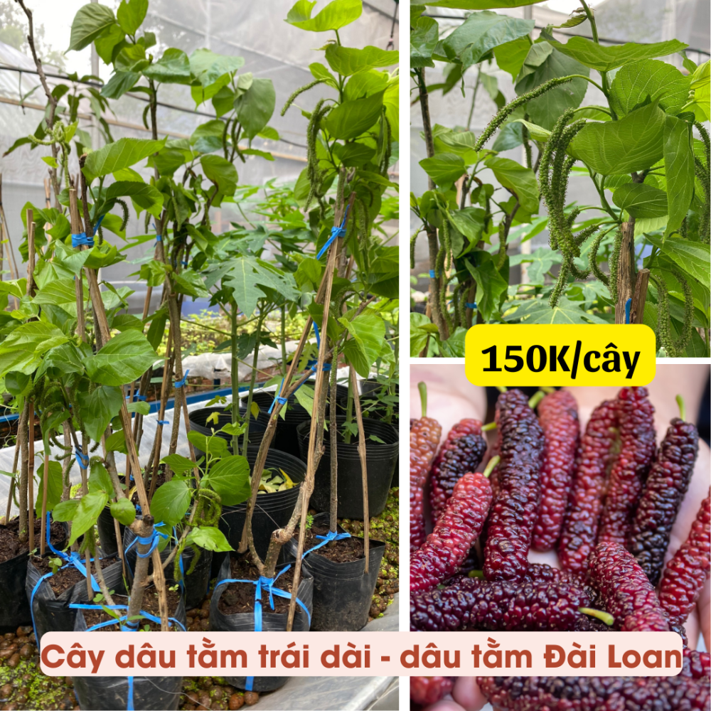 Cay Dau Tam Dai Loan (2) Cay Dau Tam Dai Loan (2)