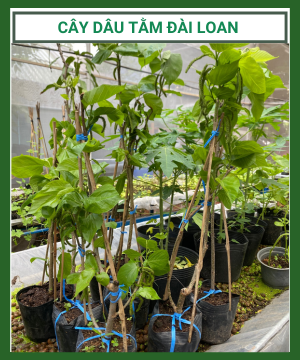 Cay Dau Tam Dai Loan