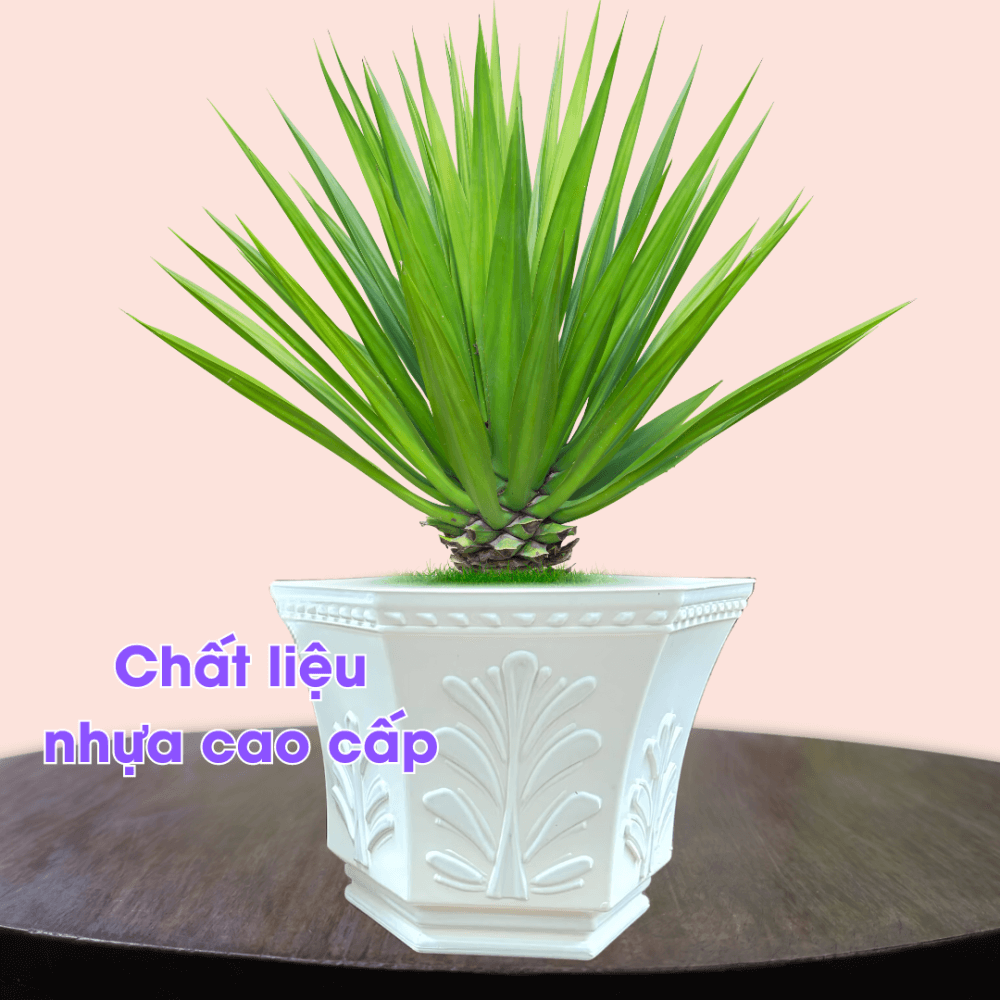 Chau Nhua Co May Trong Cay (1)