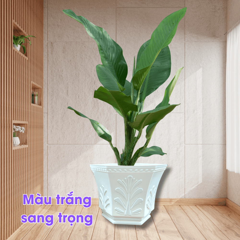 Chau Nhua Co May Trong Cay (3)