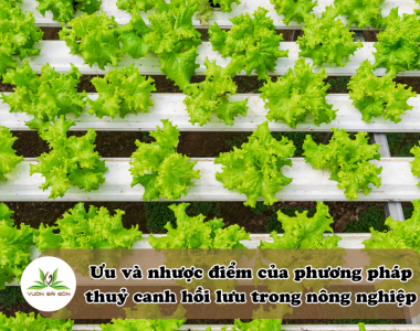 Uu Va Nhuoc Diem Cua Thuy Canh Hoi Luu