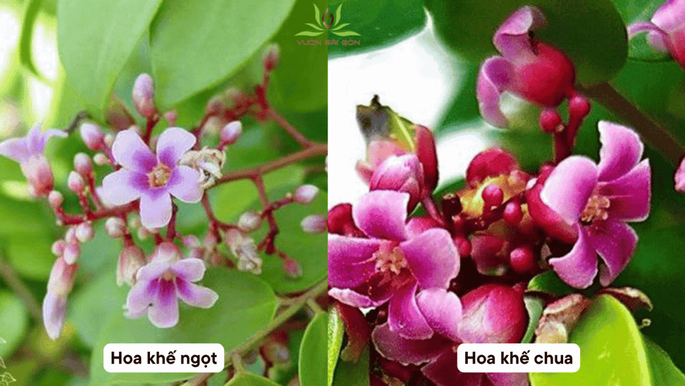 Meo Phan Biet Khe Chua Va Khe Ngot 2