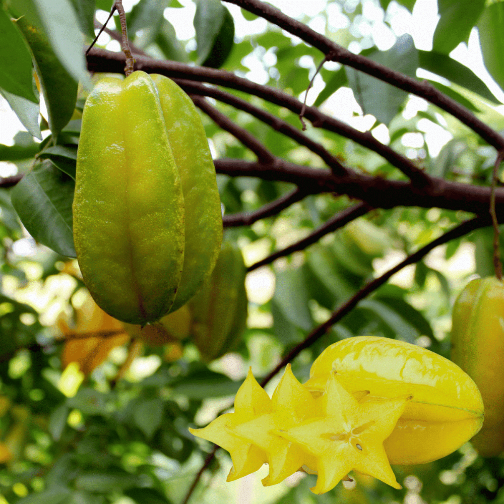 Meo Phan Biet Khe Chua Va Khe Ngot