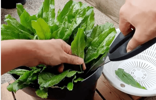Kinh Nghiem Trong Va Cham Soc Cay Ngo Gai Mua Mua 3