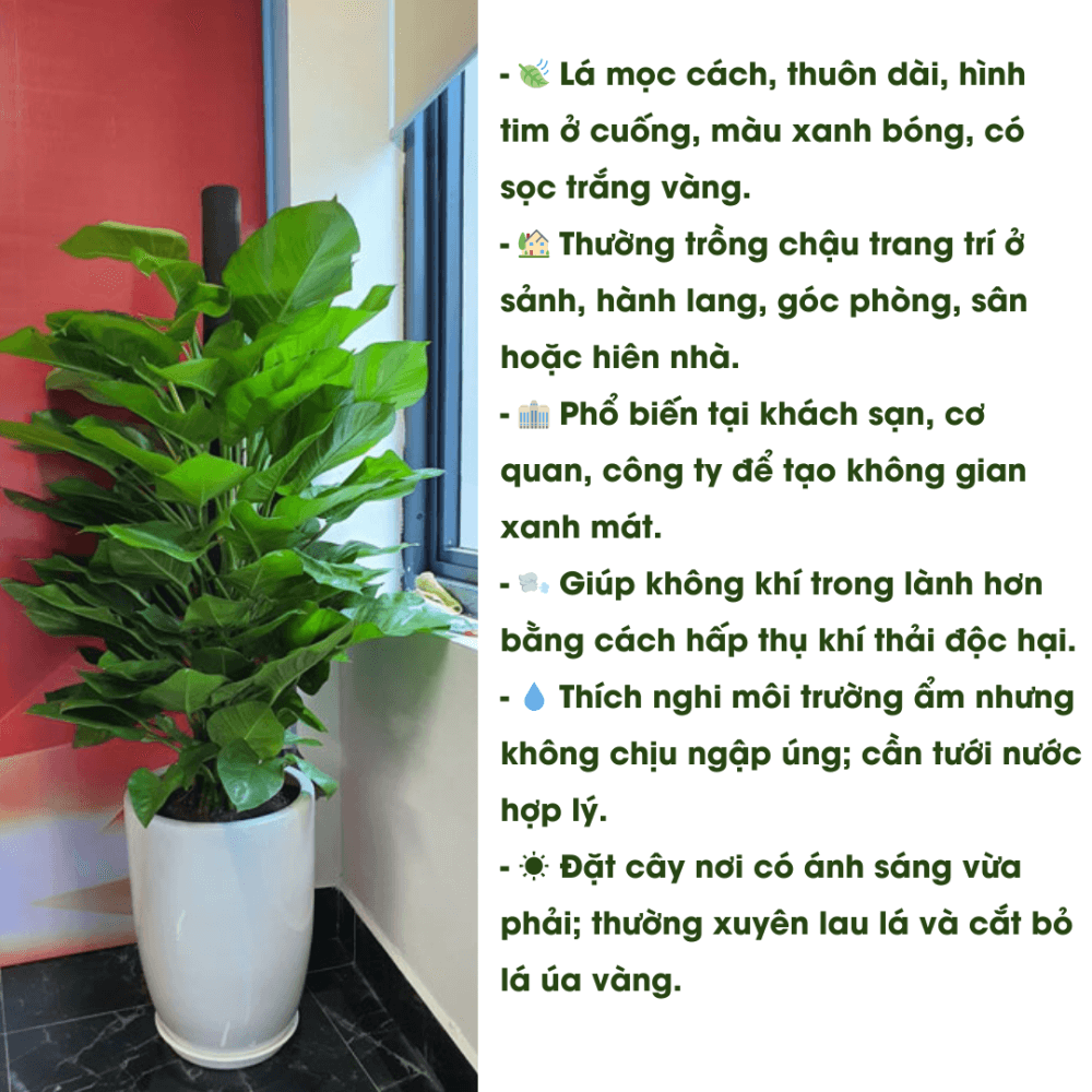 Cay Trau Ba Cot (1)