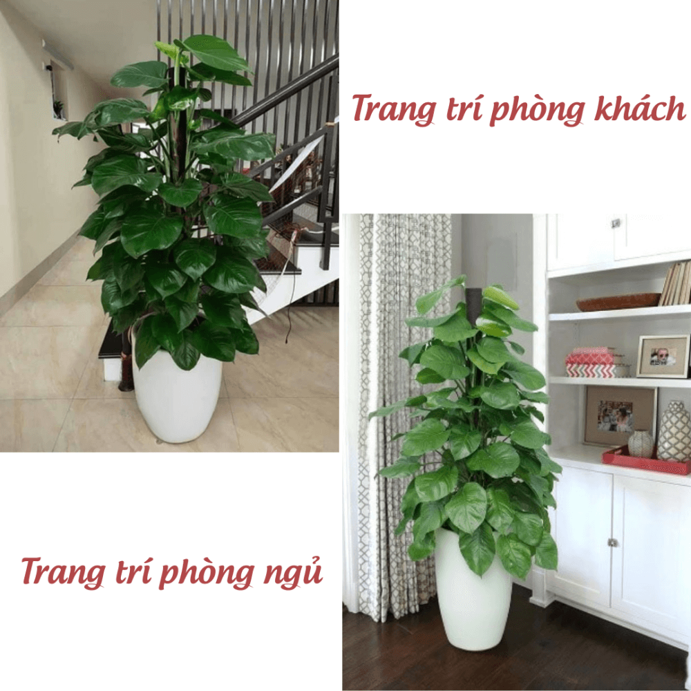 Cay Trau Ba Cot (2)