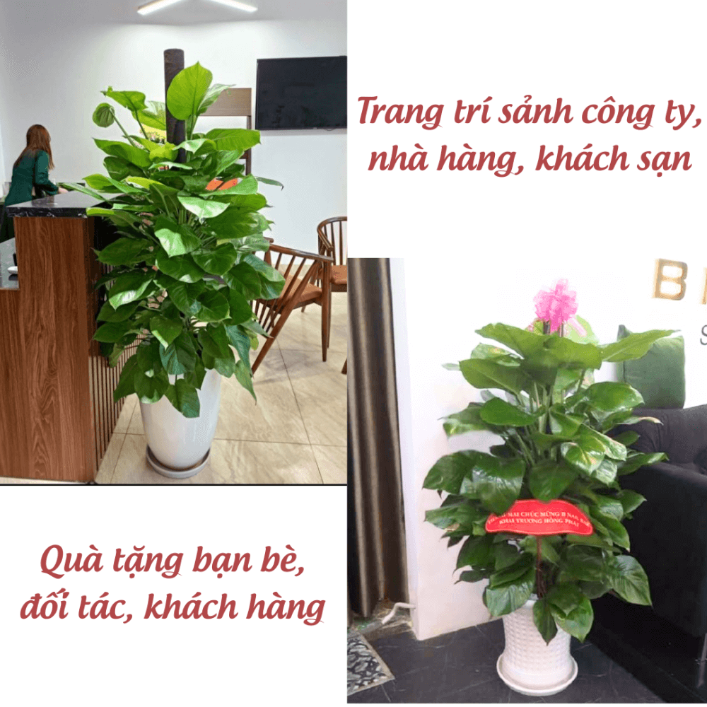 Cay Trau Ba Cot (3)
