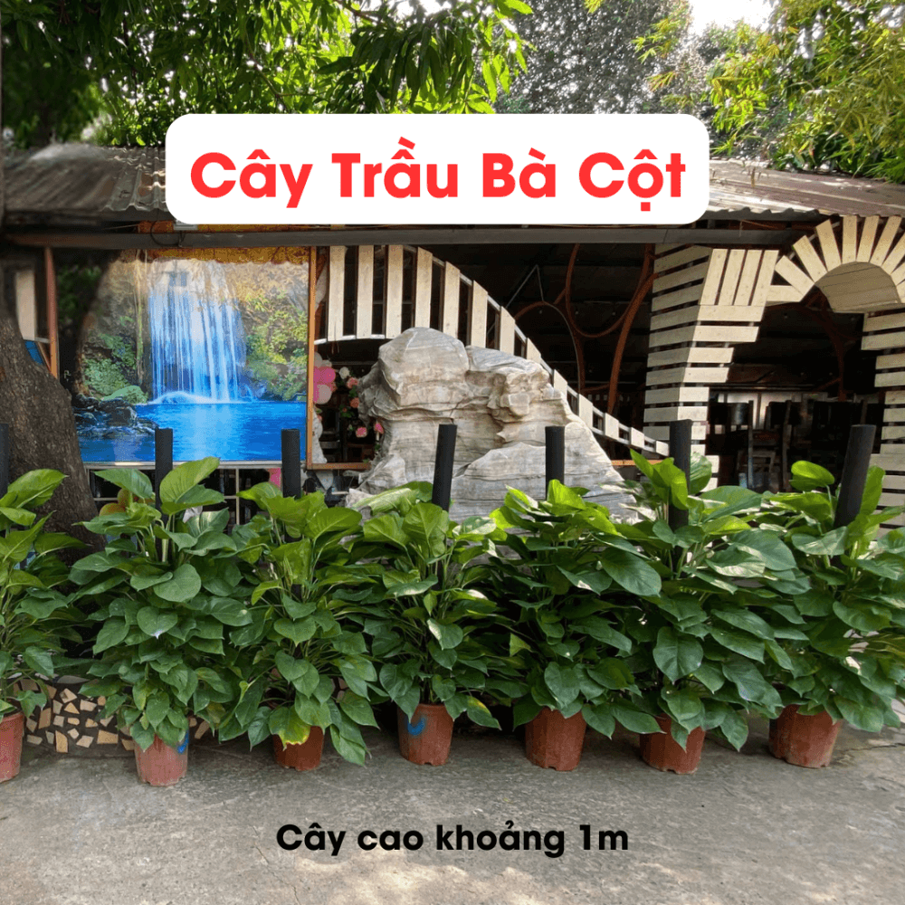 Cay Trau Ba Cot (5)