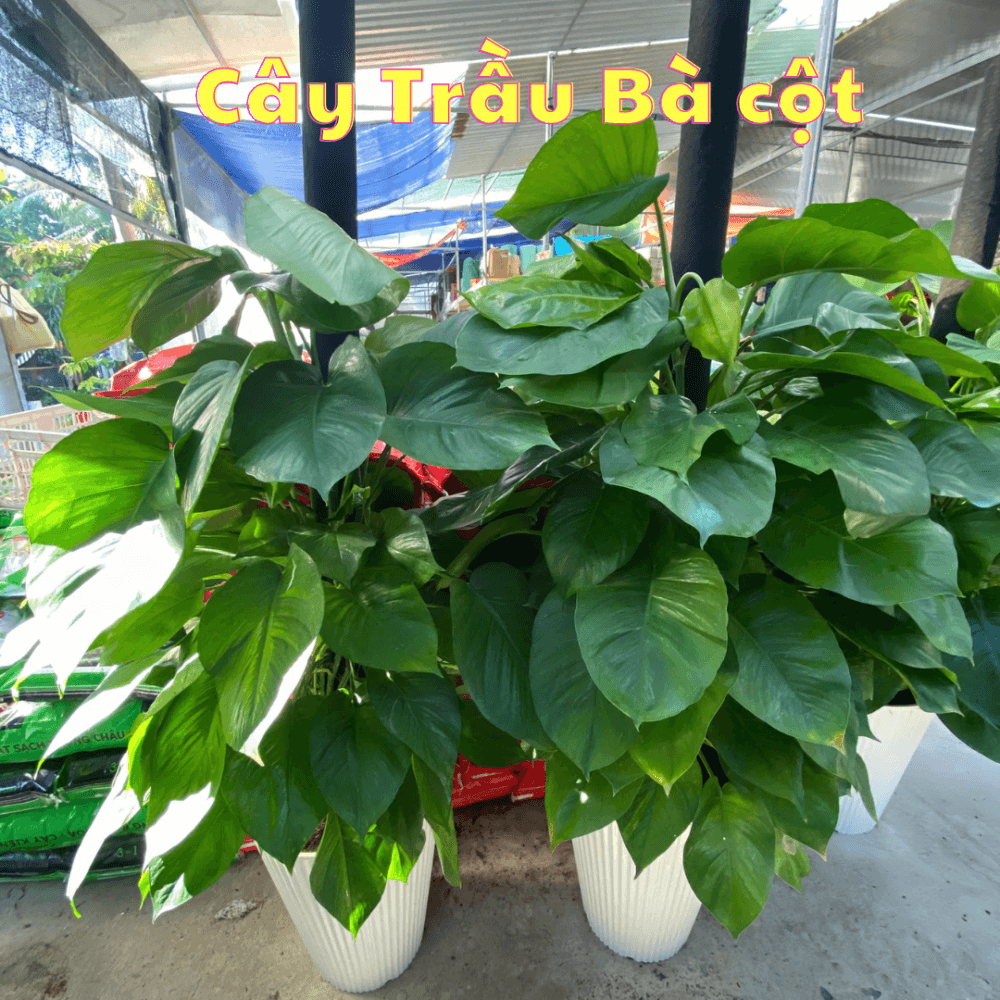 Cay Trau Ba Cot (6)