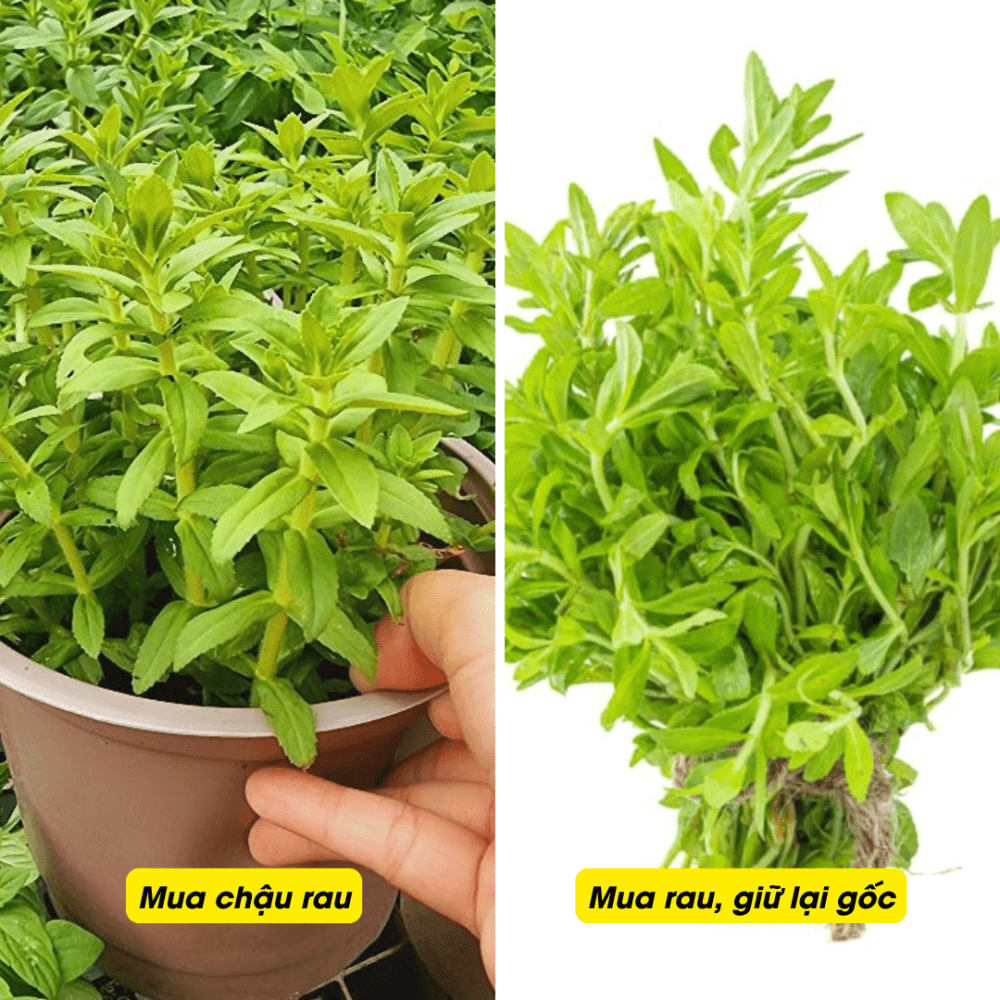 Cach Trong Rau Ngo Om Tai Nha Don Gian Ty Le Song Cao (1)
