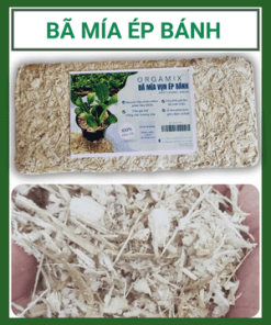 Ba Mia Ep Banh (4)