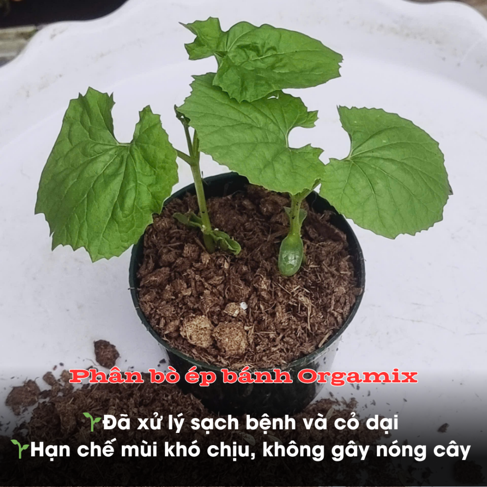 Phan Bo Ep Banh (7)