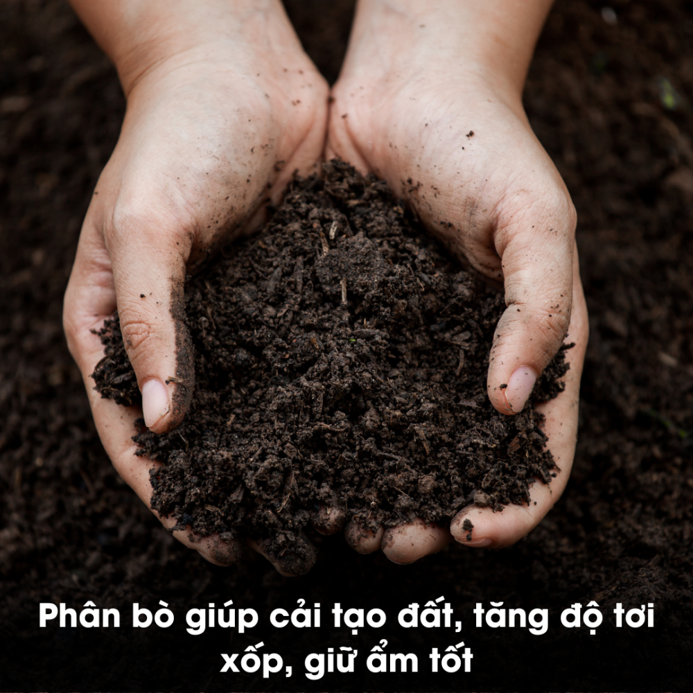Phan Bo Ep Banh (8)