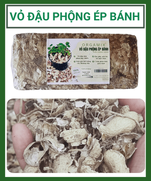 Vo Dau Phong Ep Banh