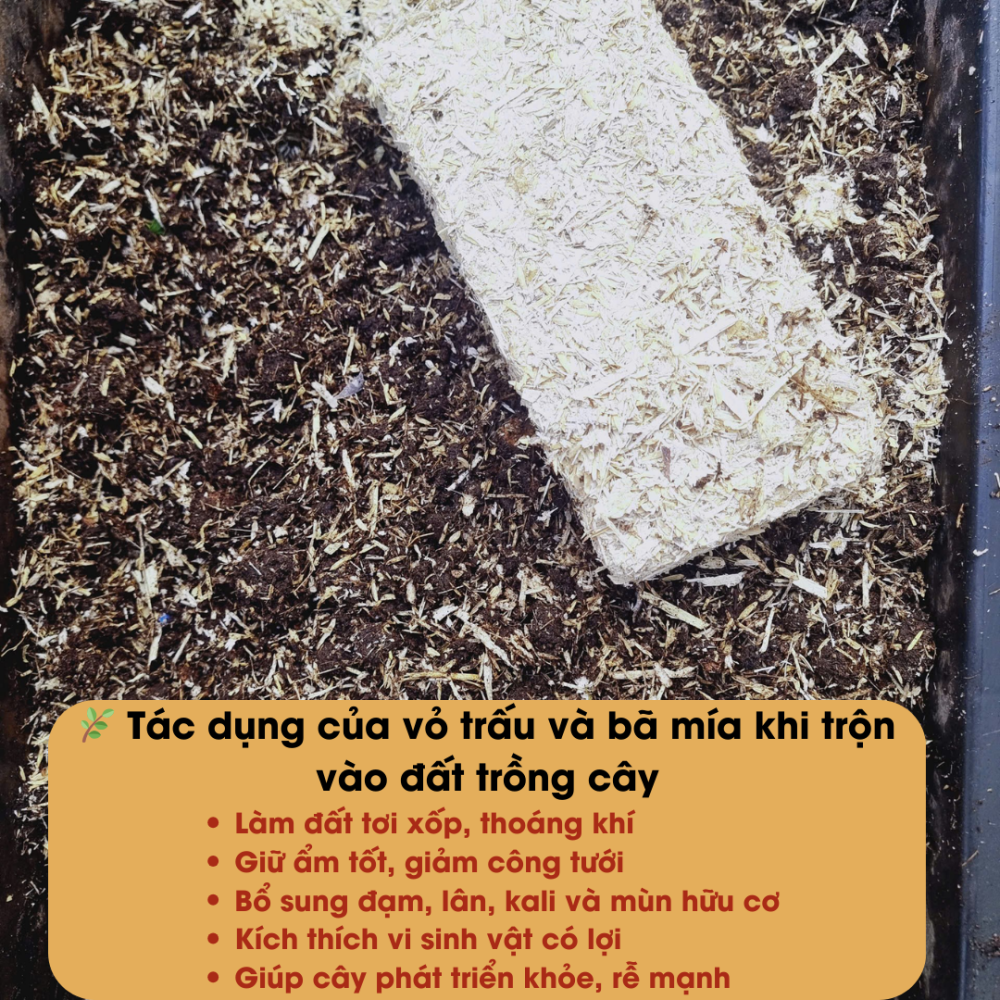 Vo Trau Va Ba Mia Ep Banh (1)