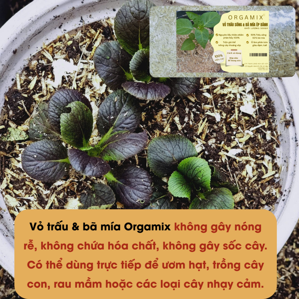Vo Trau Va Ba Mia Ep Banh (2)