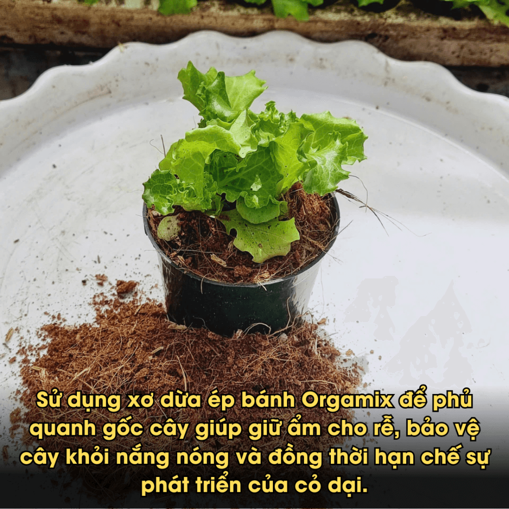 Xo Dua Ep Banh (4)
