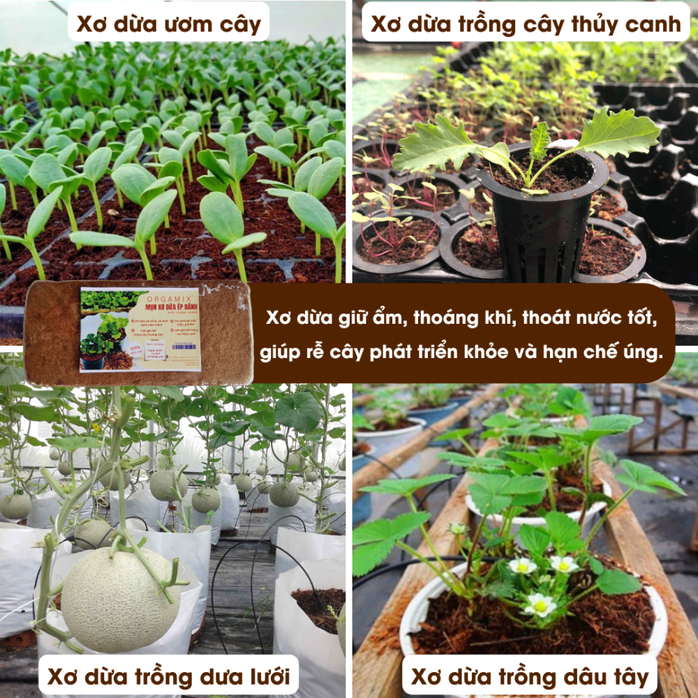 Xo Dua Ep Banh (9)