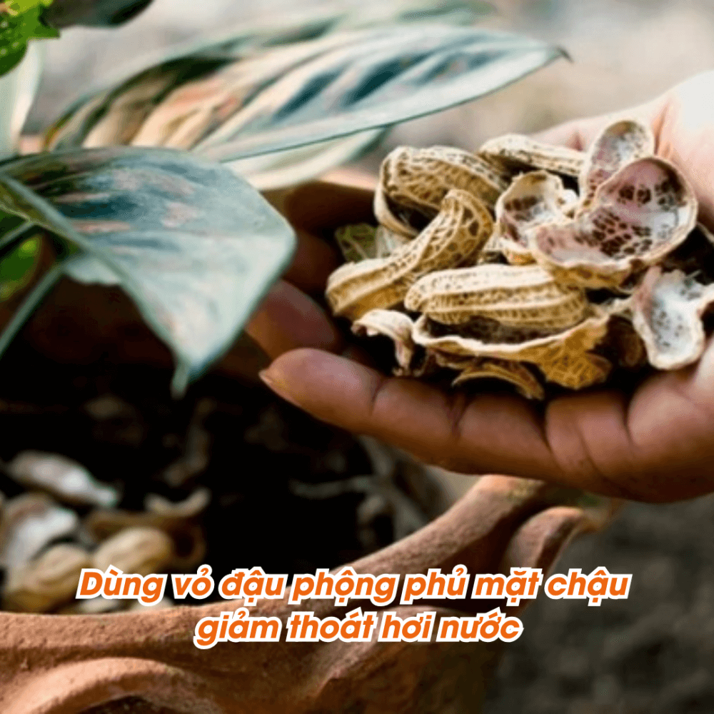 Mua Vo Dau Phong Trong Cay O Dau Tai Tphcm (2)