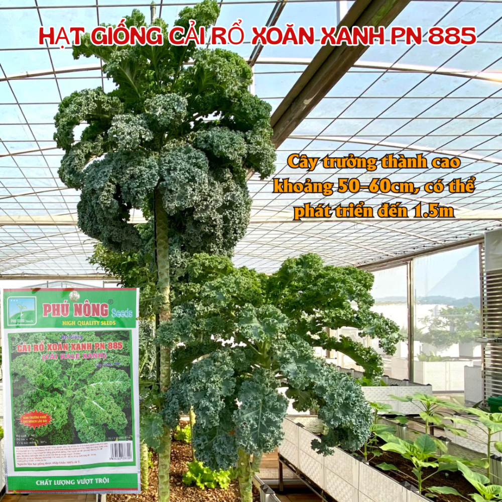 Hg Cai Kale Xoan Xanh (2)