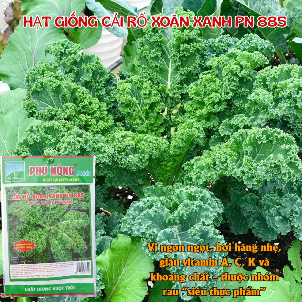 Hg Cai Kale Xoan Xanh (3)