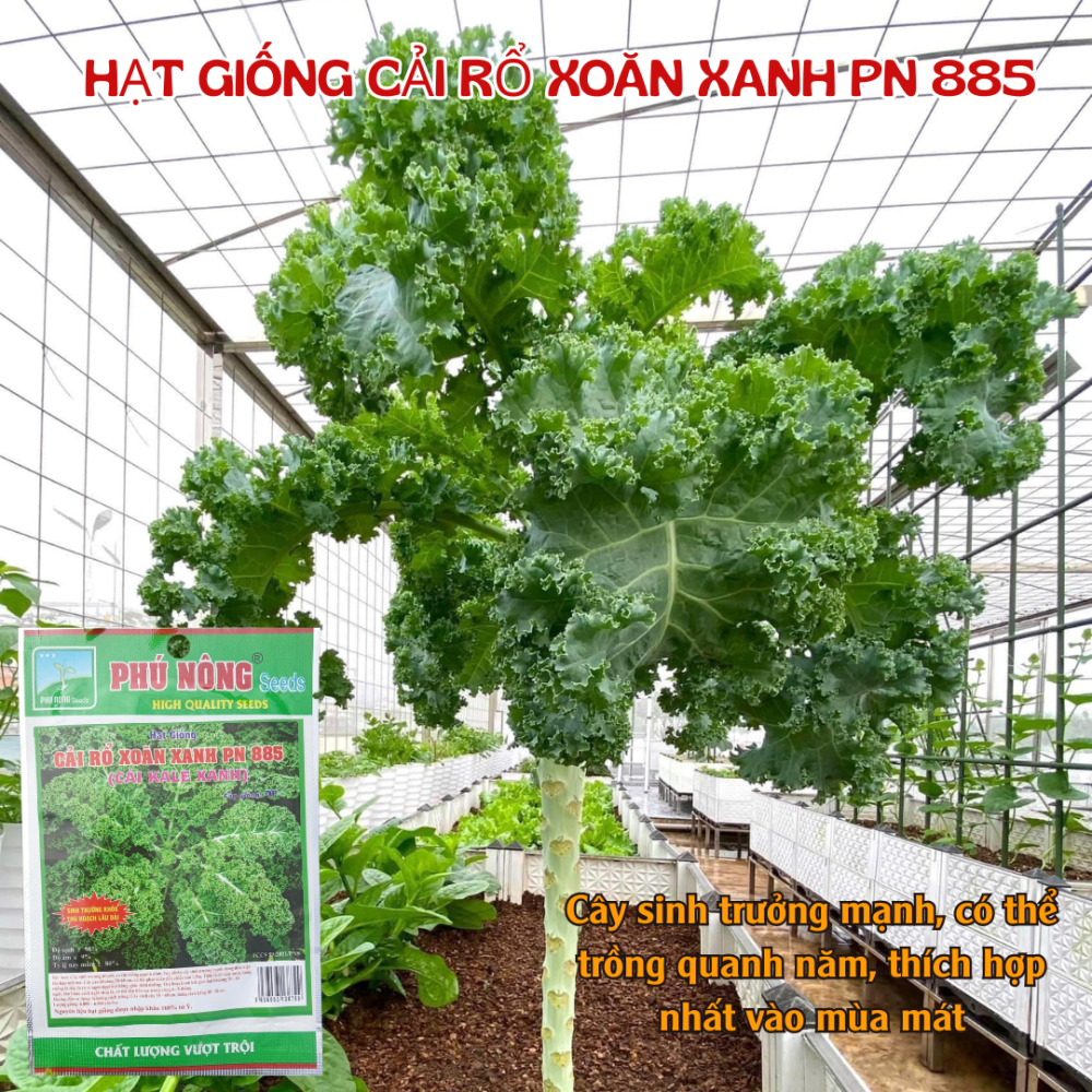 Hg Cai Kale Xoan Xanh (5)