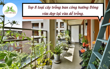 Top 8 Loai Cay Trong Ban Cong Huong Dong (5)