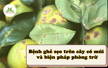 Benh Ghe Seo Tren Cay Co Mui Va Bien Phap Phong Tru (4)