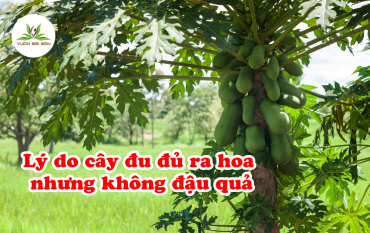 Ly Do Cay Du Du Ra Hoa Nhung Khong Dau Qua