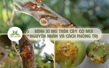 Benh Xi Mu Tren Cay Co Mui