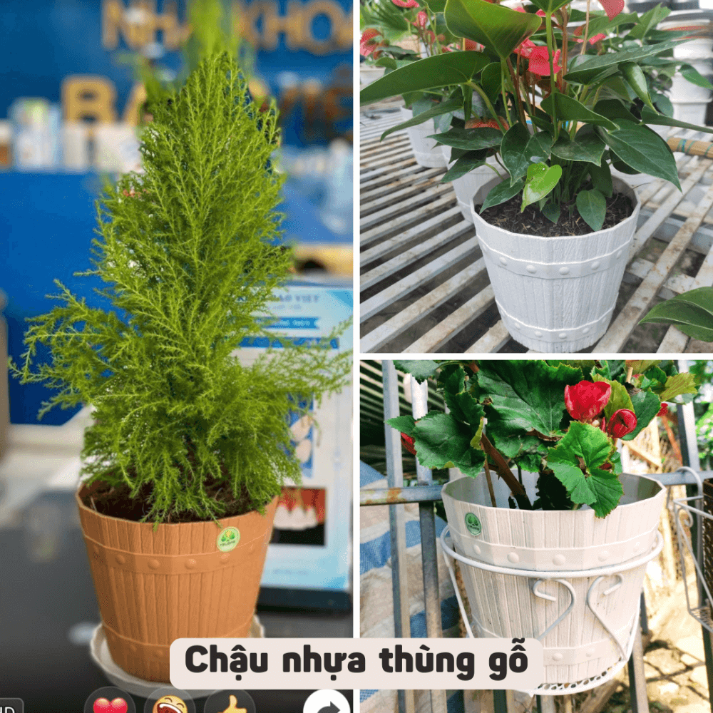 Chau Nhua Thung Go Day Thung (13)