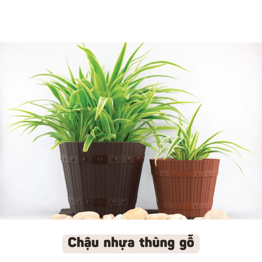 Chau Nhua Thung Go