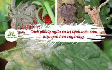 Phong Ngu Va Tri Benh Moc Xam Tren Cay Trong