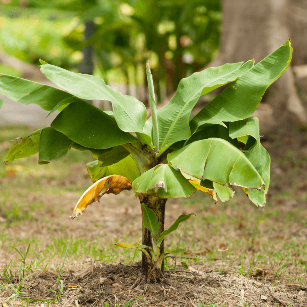 Huong Dan Cach Cham Soc Chuoi Lun Mini Tai Nha (1)
